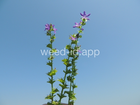 venuslookingglass, common